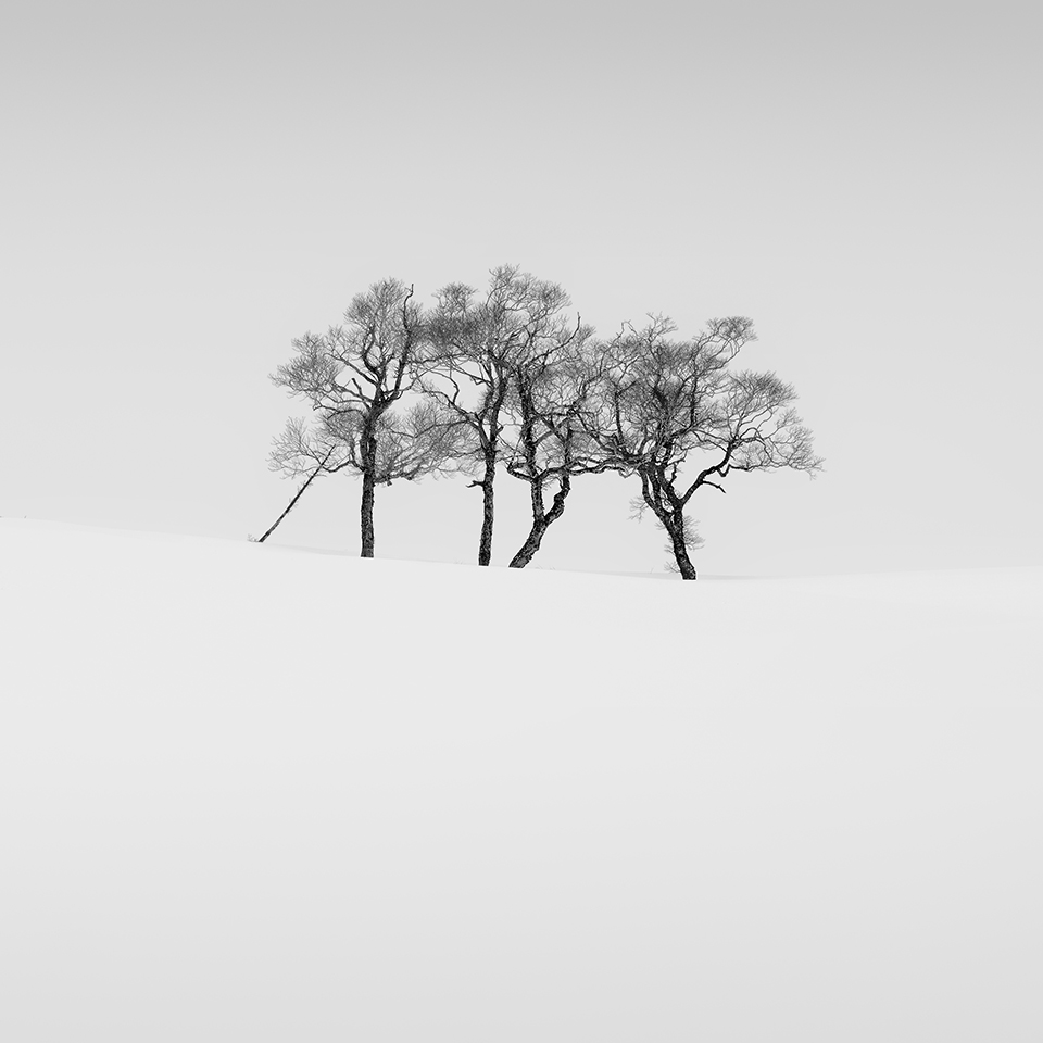 SNOW TREE NO.34 -TESHIKAGA -HOKKAIDO -2017