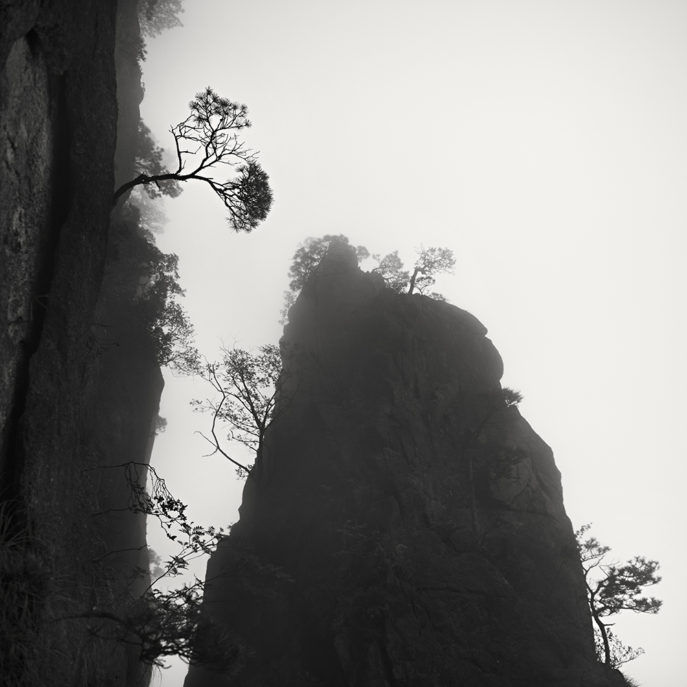 黄山 TREES NO.8 -ANHUI -CHINA -2019