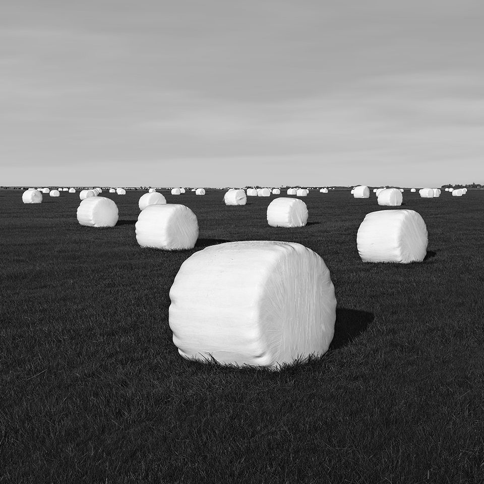 LITTLE WHITE -ICELAND -2016