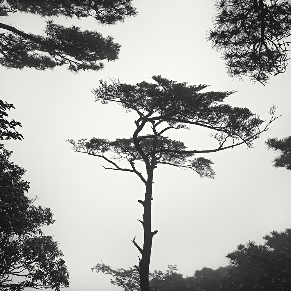 黄山 TREE NO.7 -ANHUI -CHINA -2019