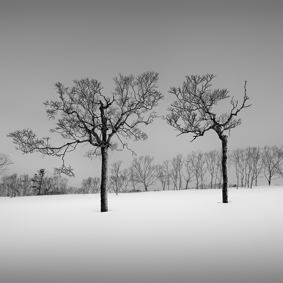 SNOW TREE NO.33 -TESHIKAGA -HOKKAIDO -2017