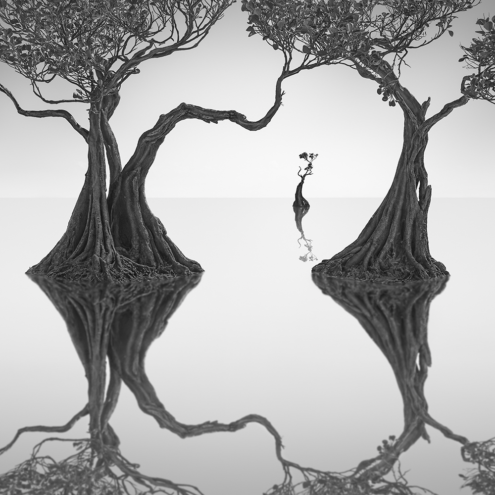 DANCING MANGROVE NO.8 -NEWFOUNDISLAND -2019