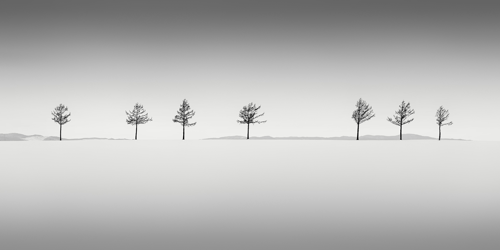 SEVEN TREES -ABASHIRI -HOKKAIDO -2018