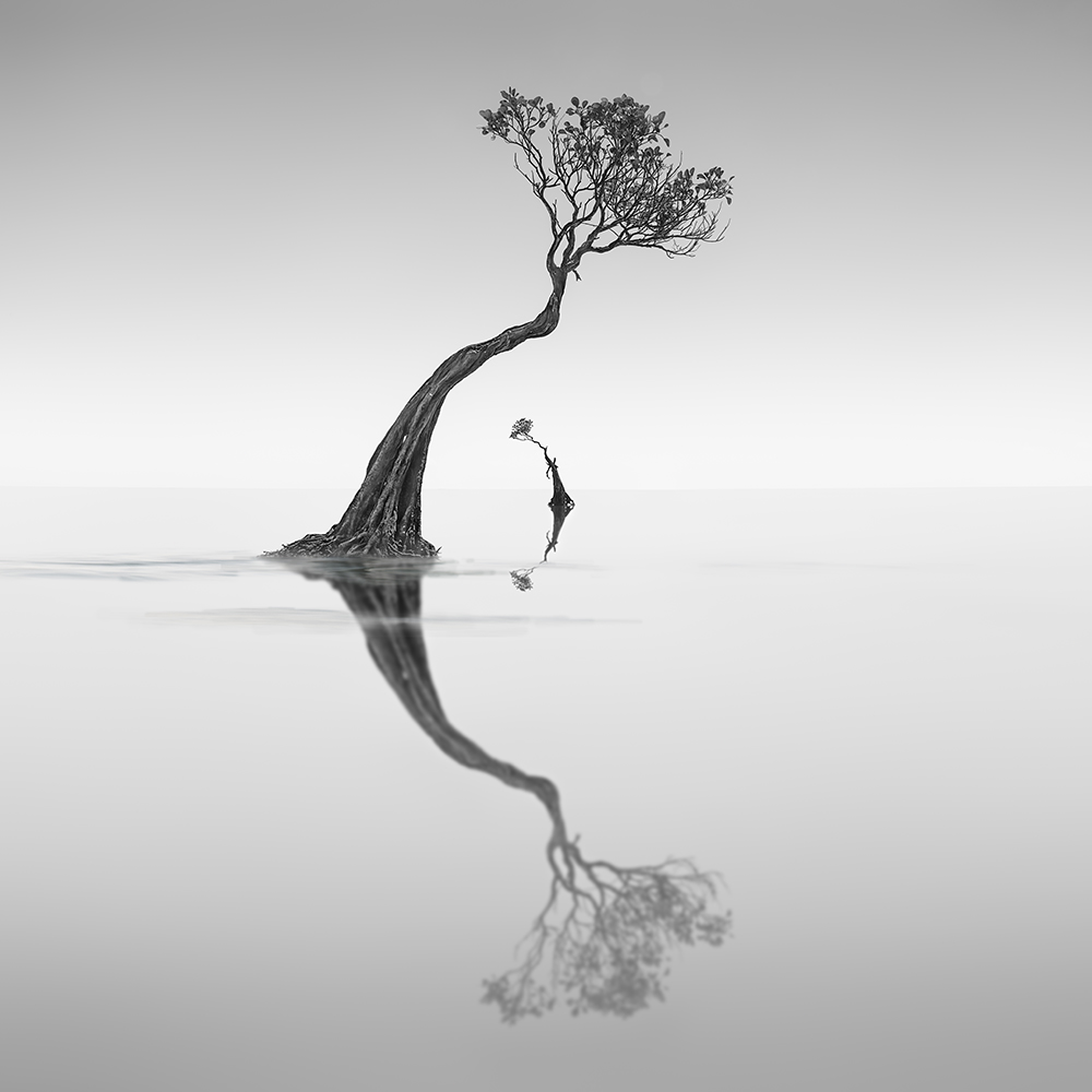 DANCING MANGROVE NO.4 -NEWFOUNDISLAND -2019
