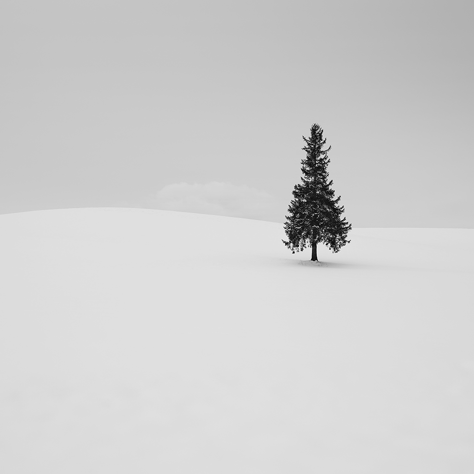 SNOW TREE NO.2 -BIEI -HOKKAIDO -2017