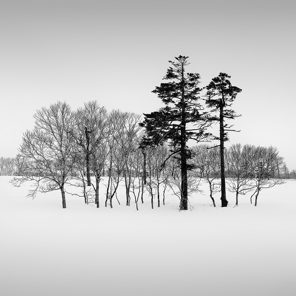 SNOW TREE NO.25 -TESHIKAGA -HOKKAIDO -2017
