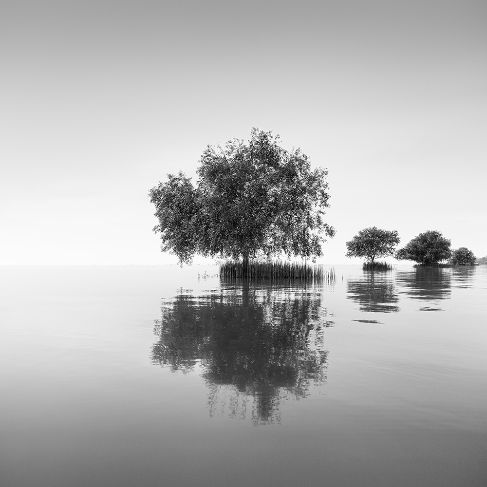 TREE NO.33 -THAILAND -2018