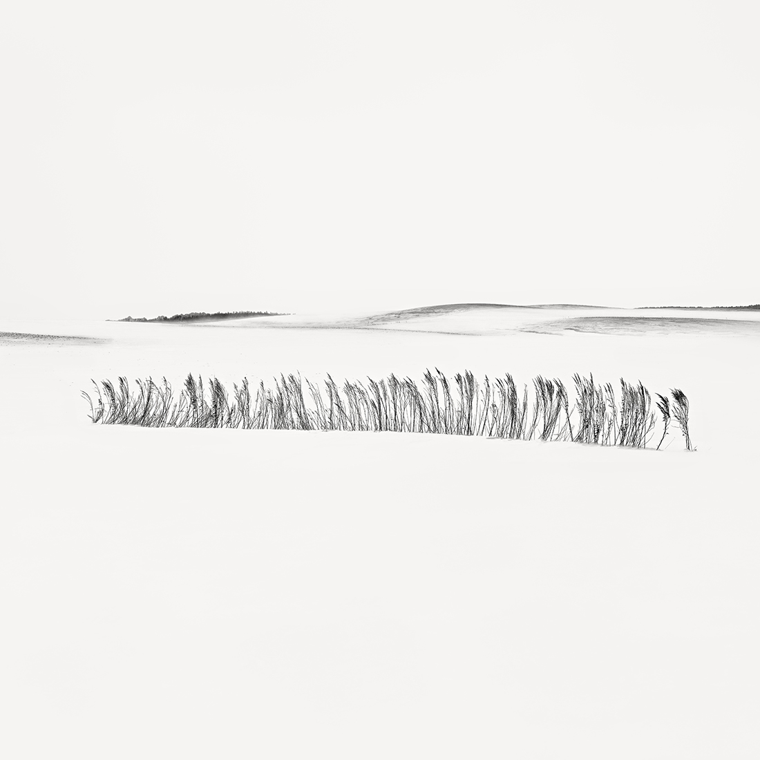 SNOW GRASS NO.2 -ABASHIRI -HOKKAIDO -2018
