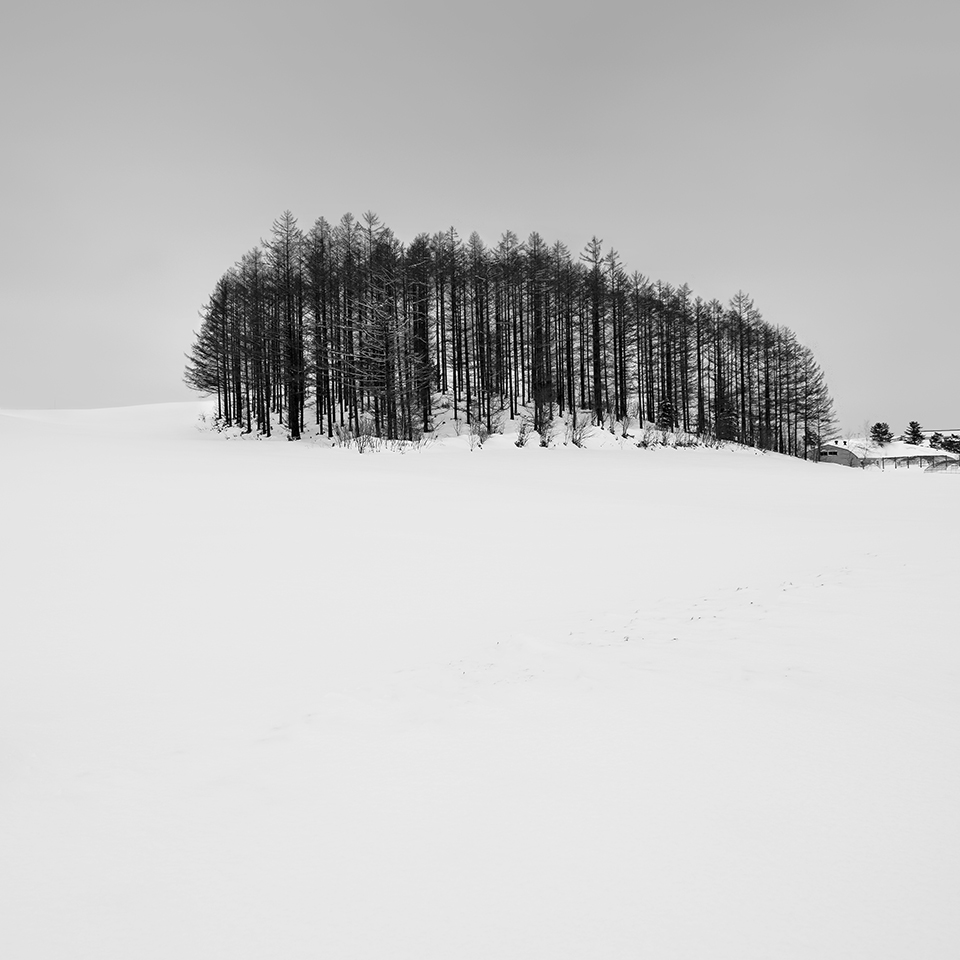 WORM TREE NO.3 -FURANO -HOKKAIDO -2017
