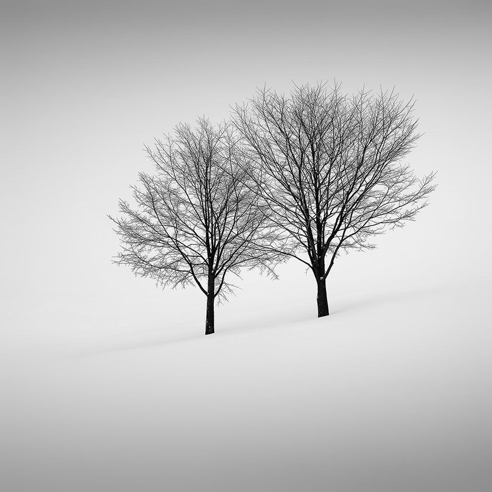 SNOW TREE NO.32 -BIEI -HOKKAIDO -2017