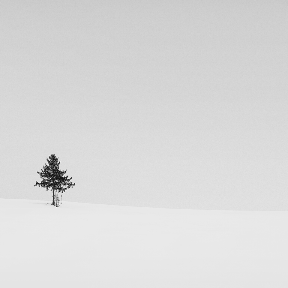 SNOW TREE NO.16 -BIEI -HOKKAIDO -2017
