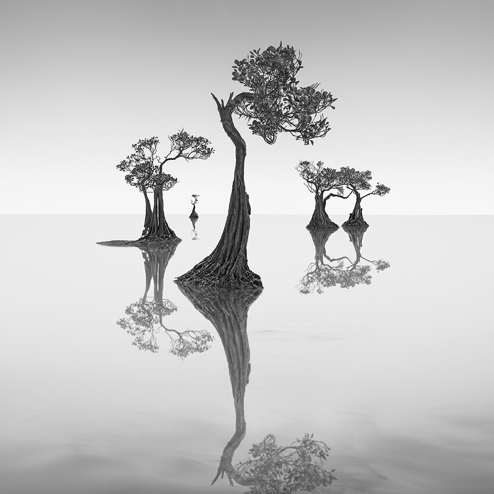 DANCING MANGROVE NO.7 -NEWFOUNDISLAND -2019