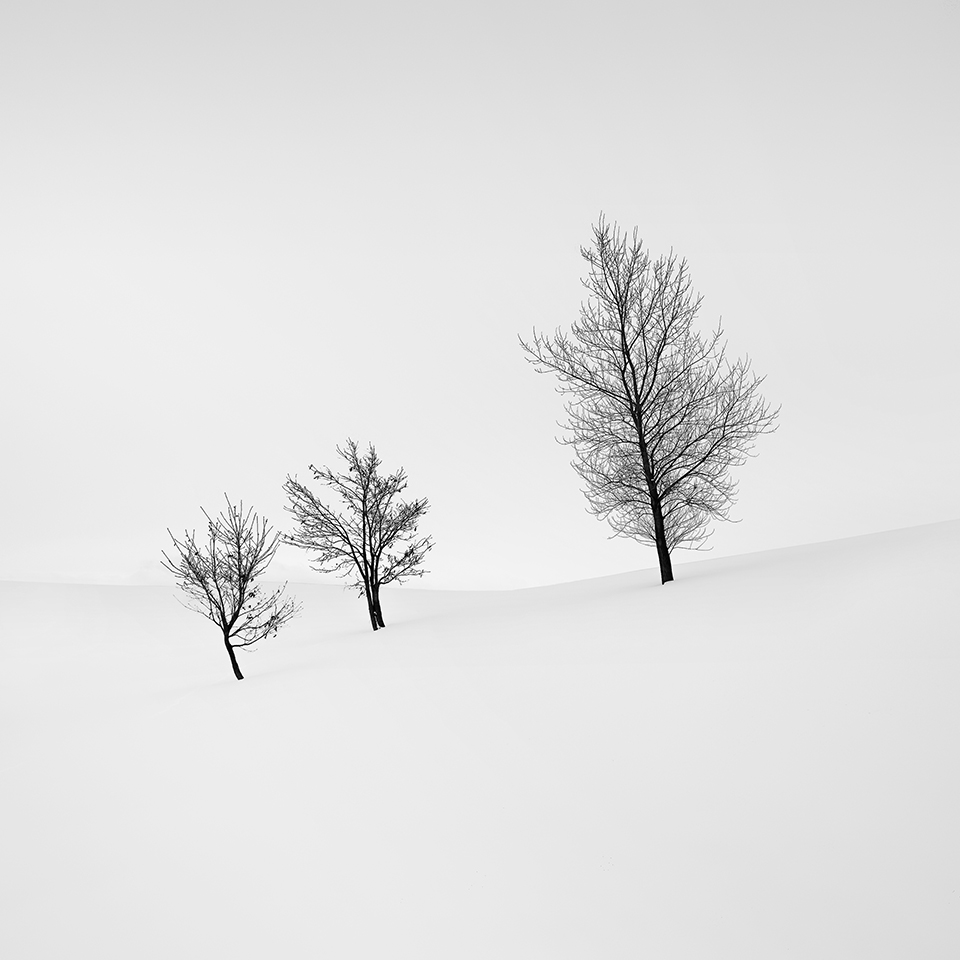 SNOW TREE NO.15 -BIEI -HOKKAIDO -2017