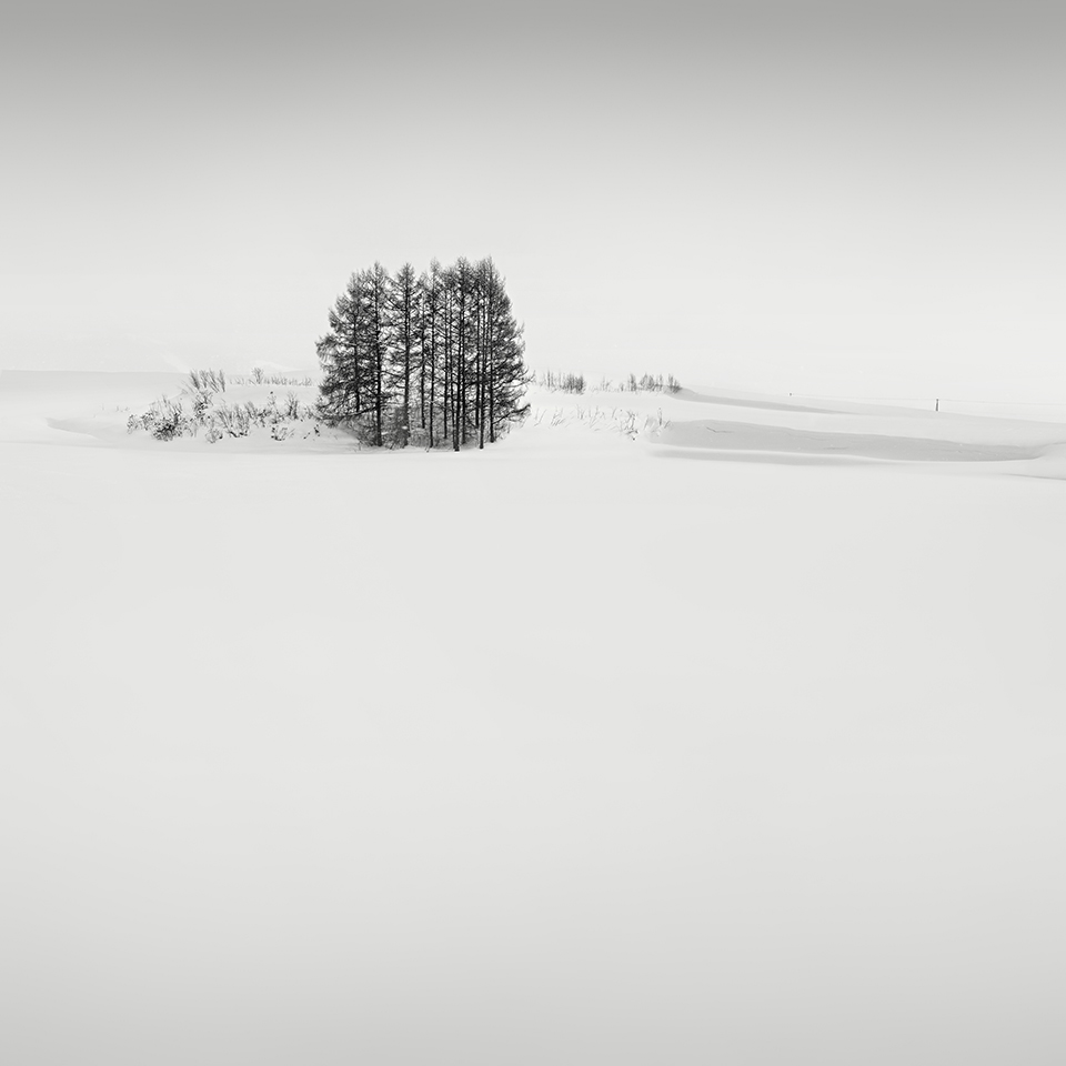 SNOW TREE NO.52 -SHIBETSU -HOKKAIDO -2018