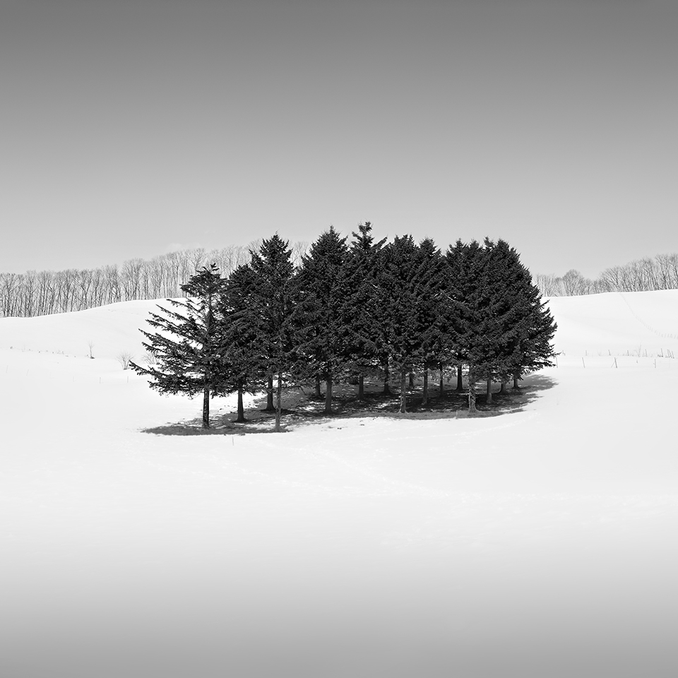 SNOW TREE NO.12 -HOKKAIDO -2017