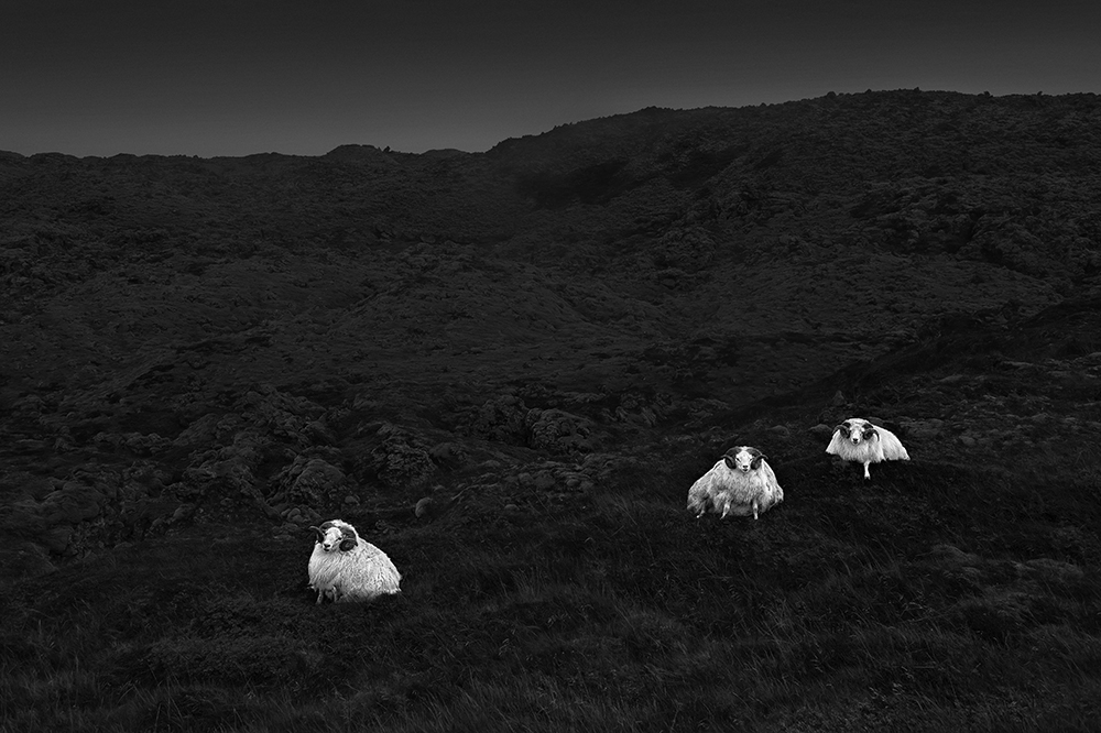 ICELANDIC SHEEP -ICELAND -2016