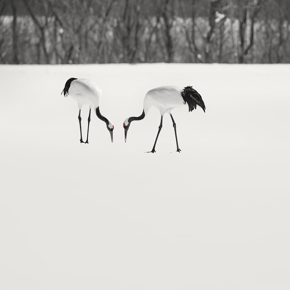 丹顶鹤 NO.3 -KUSHIRO -HOKKAIDO -2017