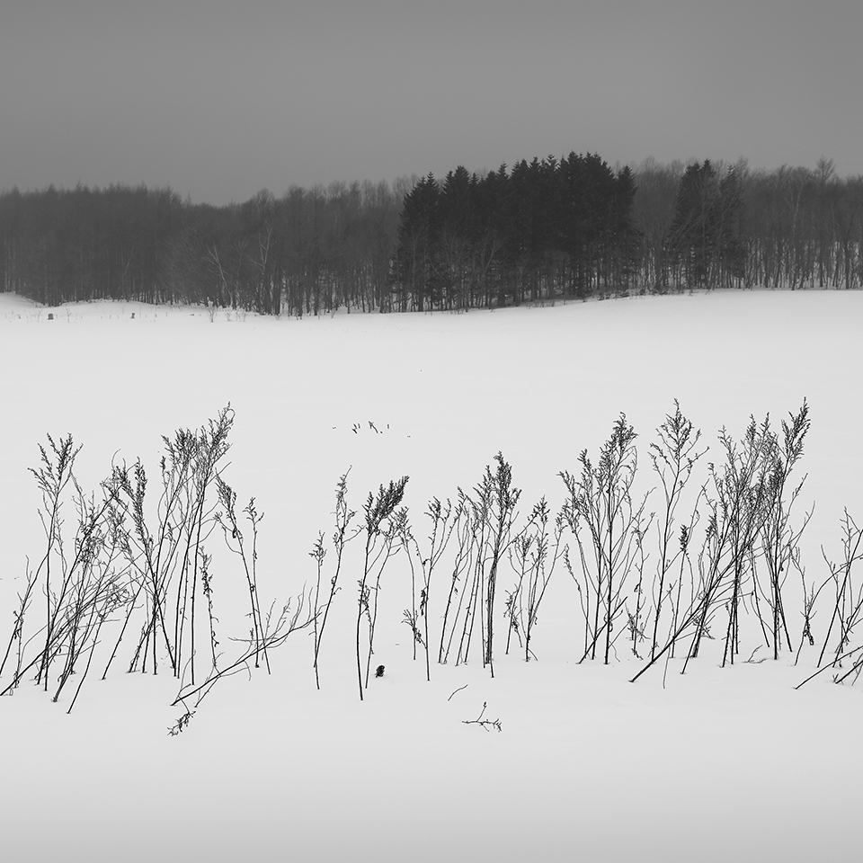SNOW GRASS -TESHIKAGA -HOKKAIDO -2017