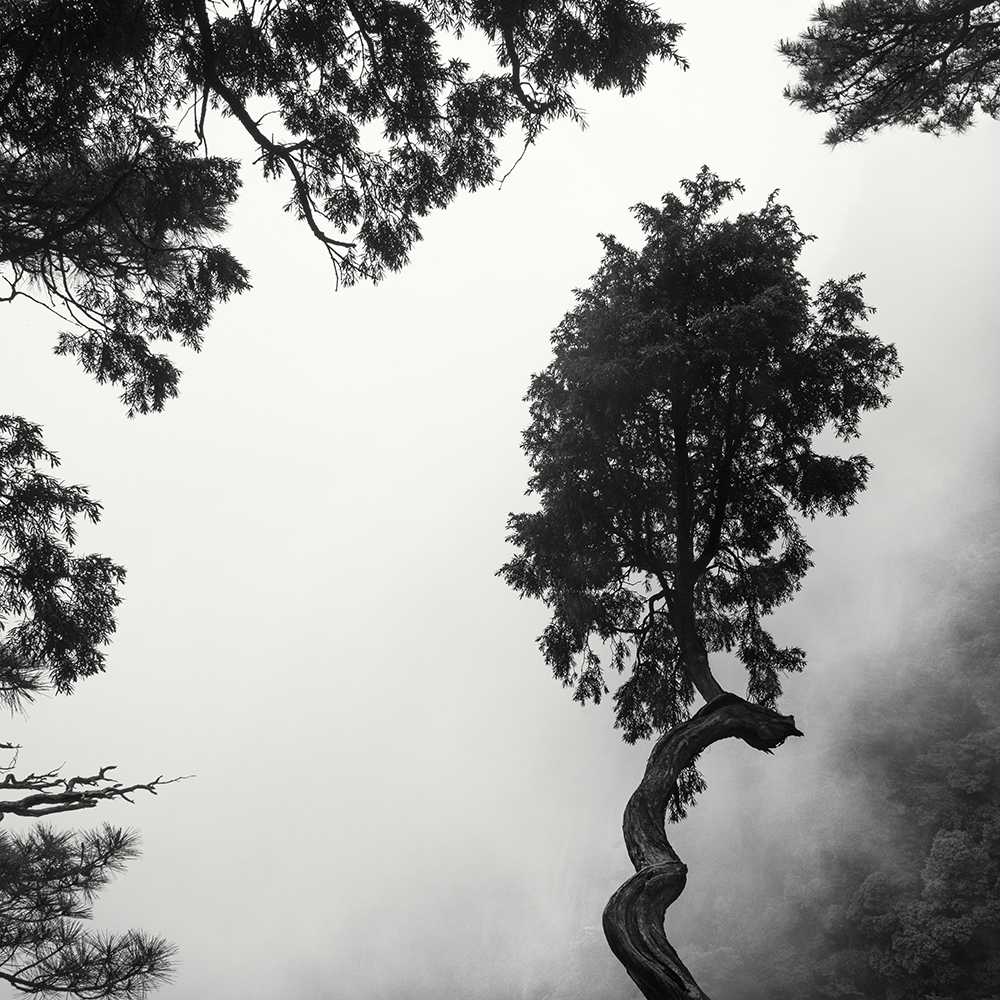 黄山 TREE NO.9 -ANHUI -CHINA -2019