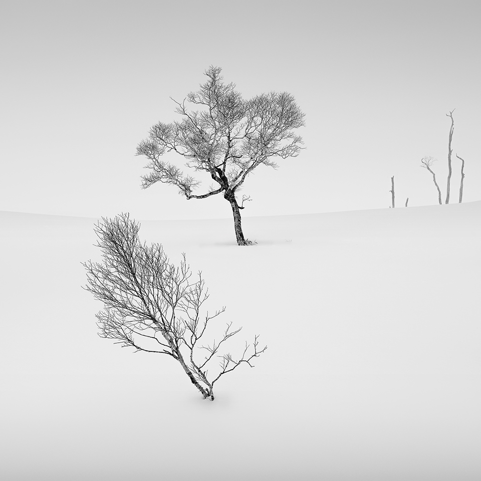 SNOW TREE NO.24 -TESHIKAGA -HOKKAIDO -2017