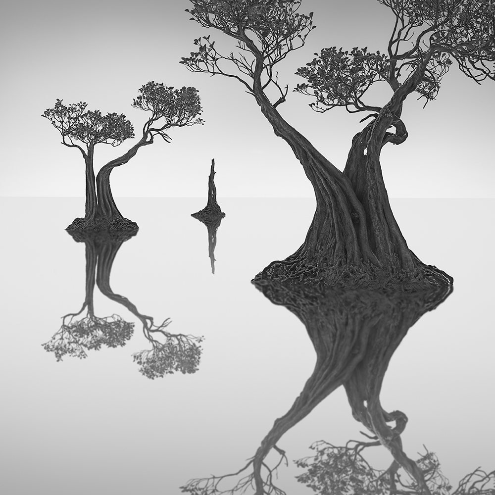 DANCING MANGROVE NO.9 -NEWFOUNDLAND -2019