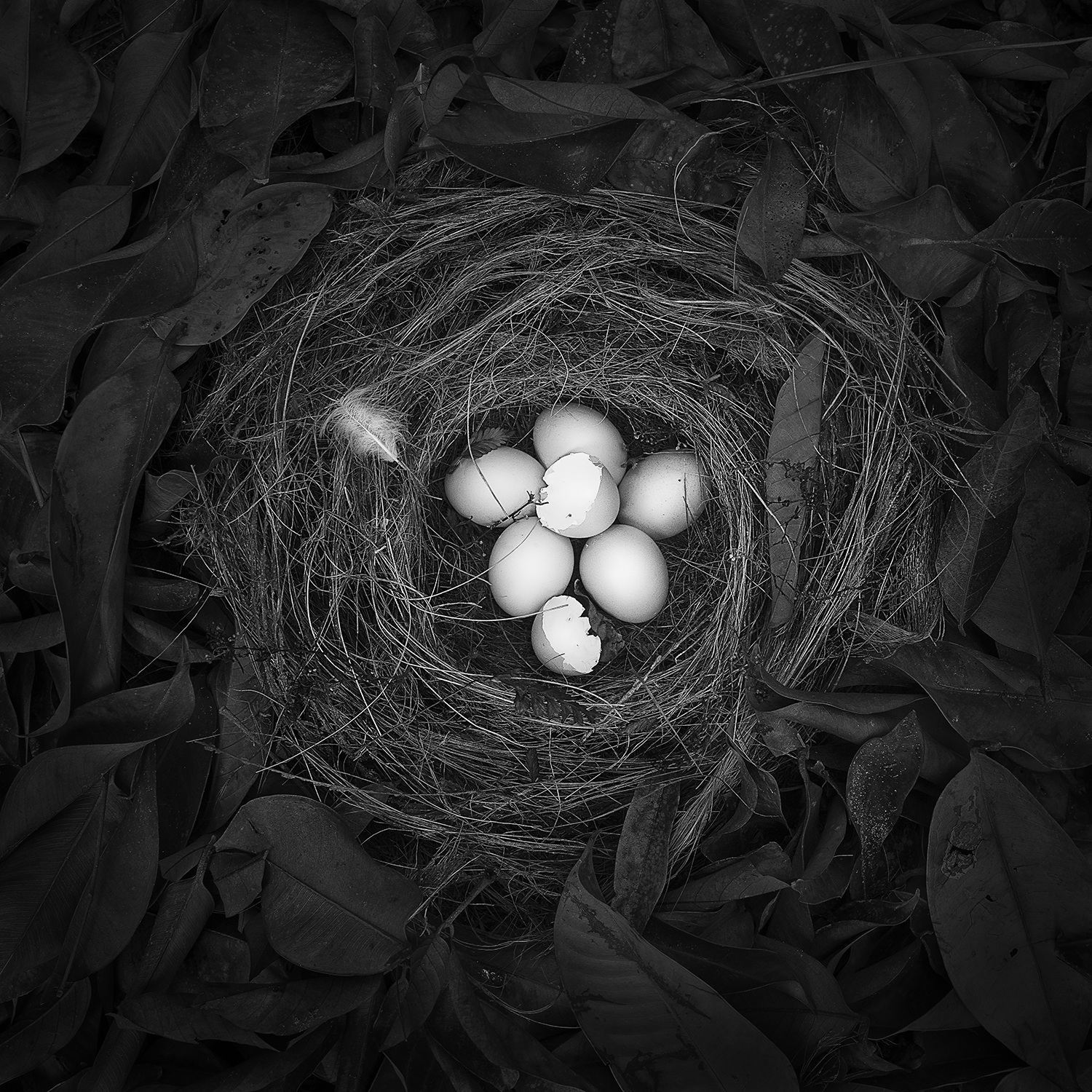 REBORN -STILL LIFE -2020