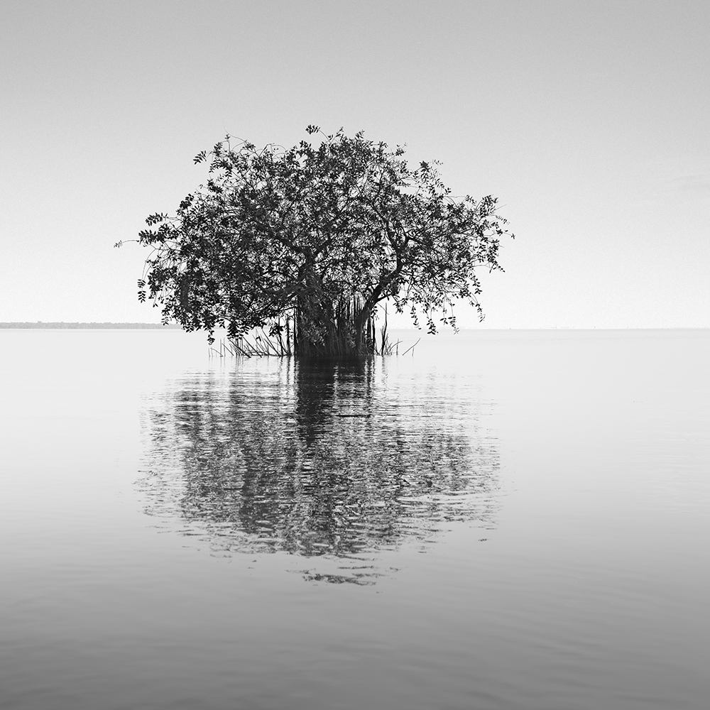 TREE NO.35 -THAILAND -2022