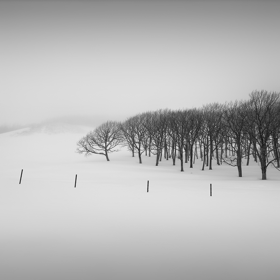 SNOW TREE NO.23 -TESHIKAGA -HOKKAIDO -2017