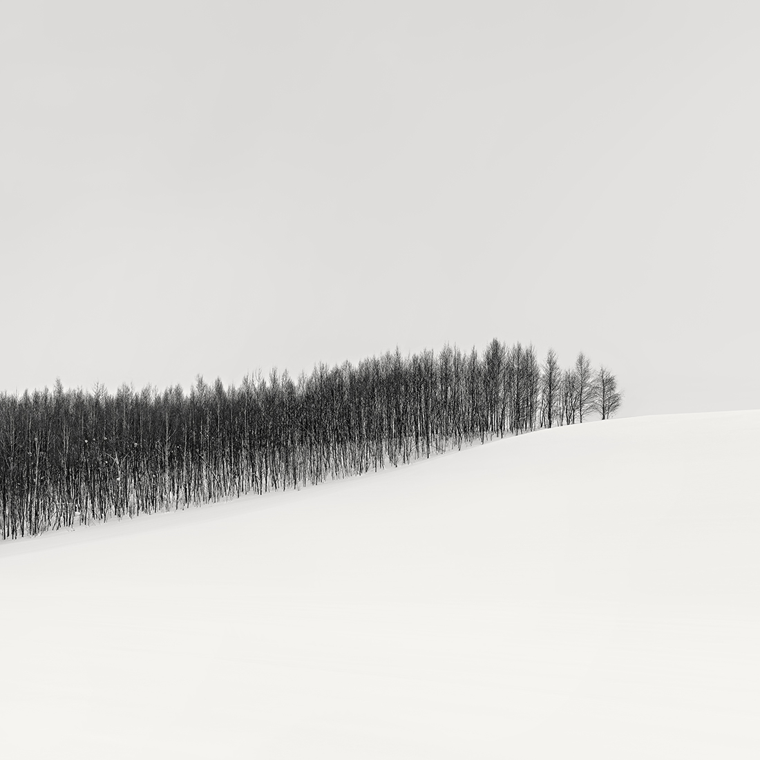 SNOW TREES NO.62 -BIEI -HOKKAIDO -2018