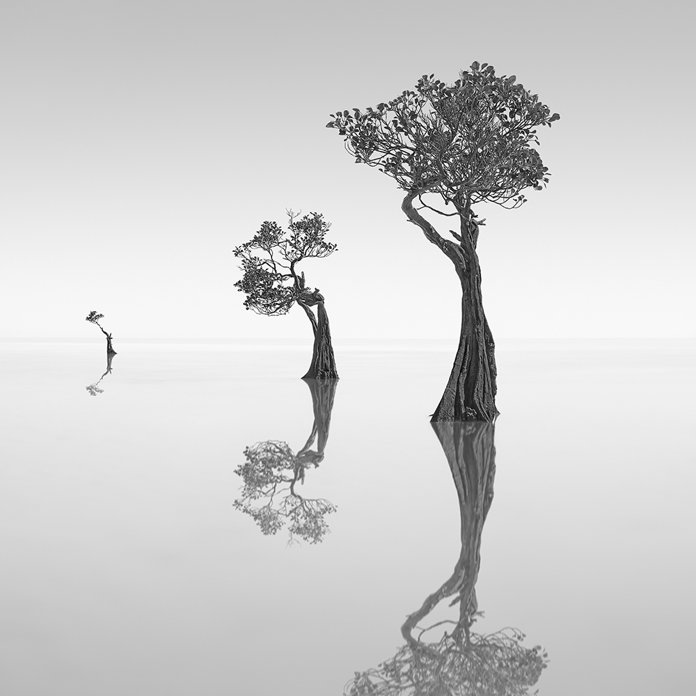 DANCING MANGROVE NO.11 -NEWFOUNDISLAND -2019