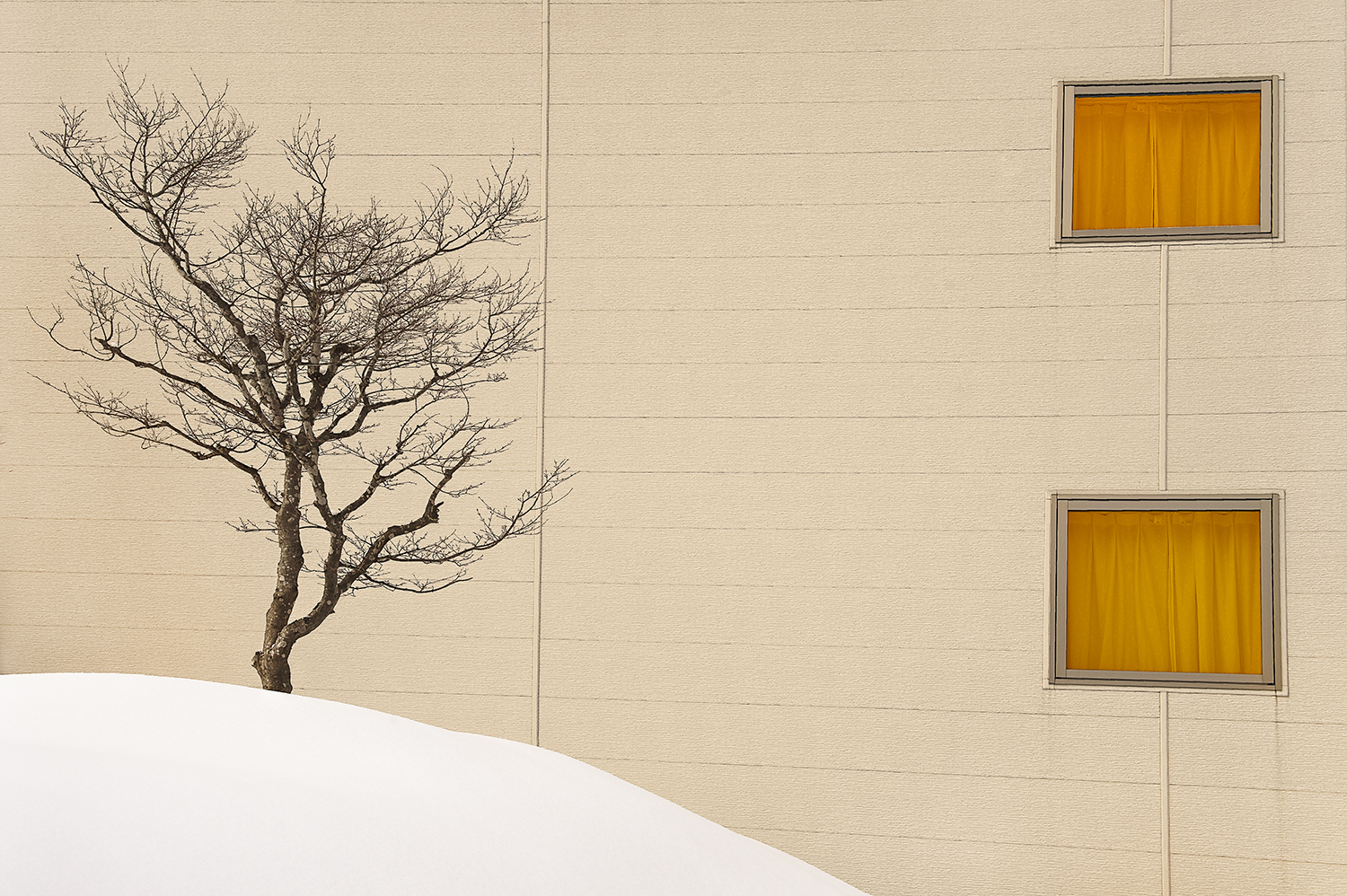 SNOW TREE NO.48 -HOKKAIDO -2017