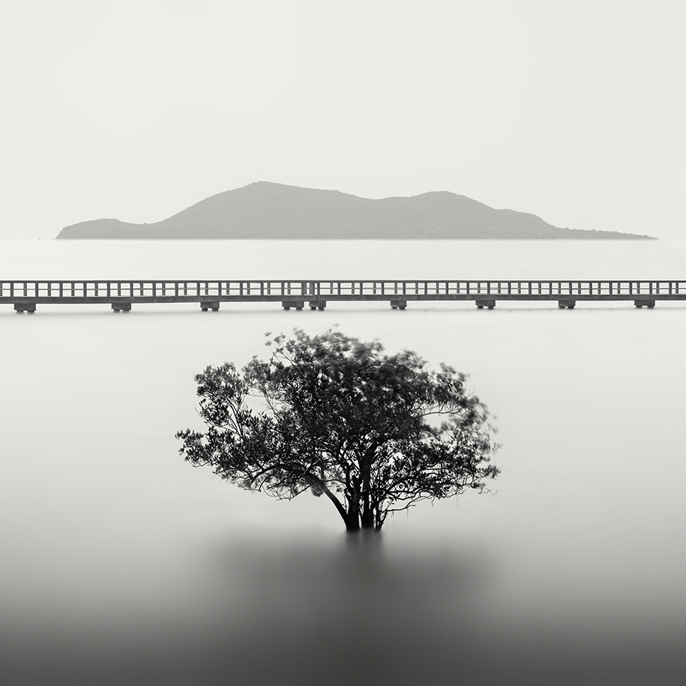 LONE TREE IN SUMMER NO.3 -THAILAND -2019