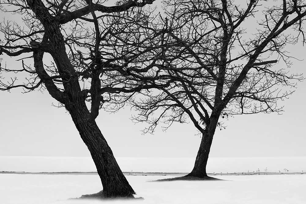 SNOW TREE NO.35 -TESHIKAGA -HOKKAIDO -2017