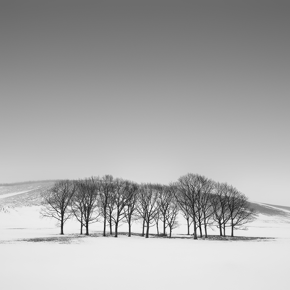 SNOW TREE NO.21 -TESHIKAGA -HOKKAIDO -2017