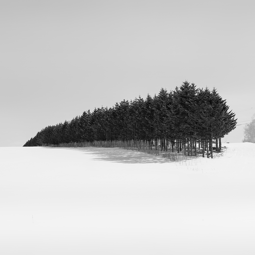 WORM TREE NO.10 -HOKKAIDO -2017