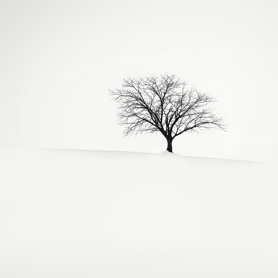 SNOW TREE NO.40 -BIEI -HOKKAIDO -2017