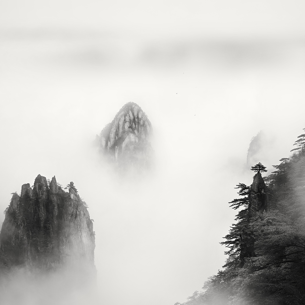 黄山 TREE NO.5 -ANHUI -CHINA -2019