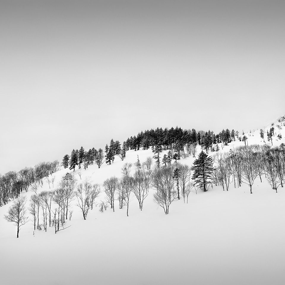 SNOW TREE NO.10 -TESHIKAGA -HOKKAIDO -2017