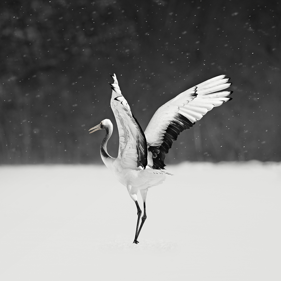 丹顶鹤 NO.7 -KUSHIRO -HOKKAIDO -2017