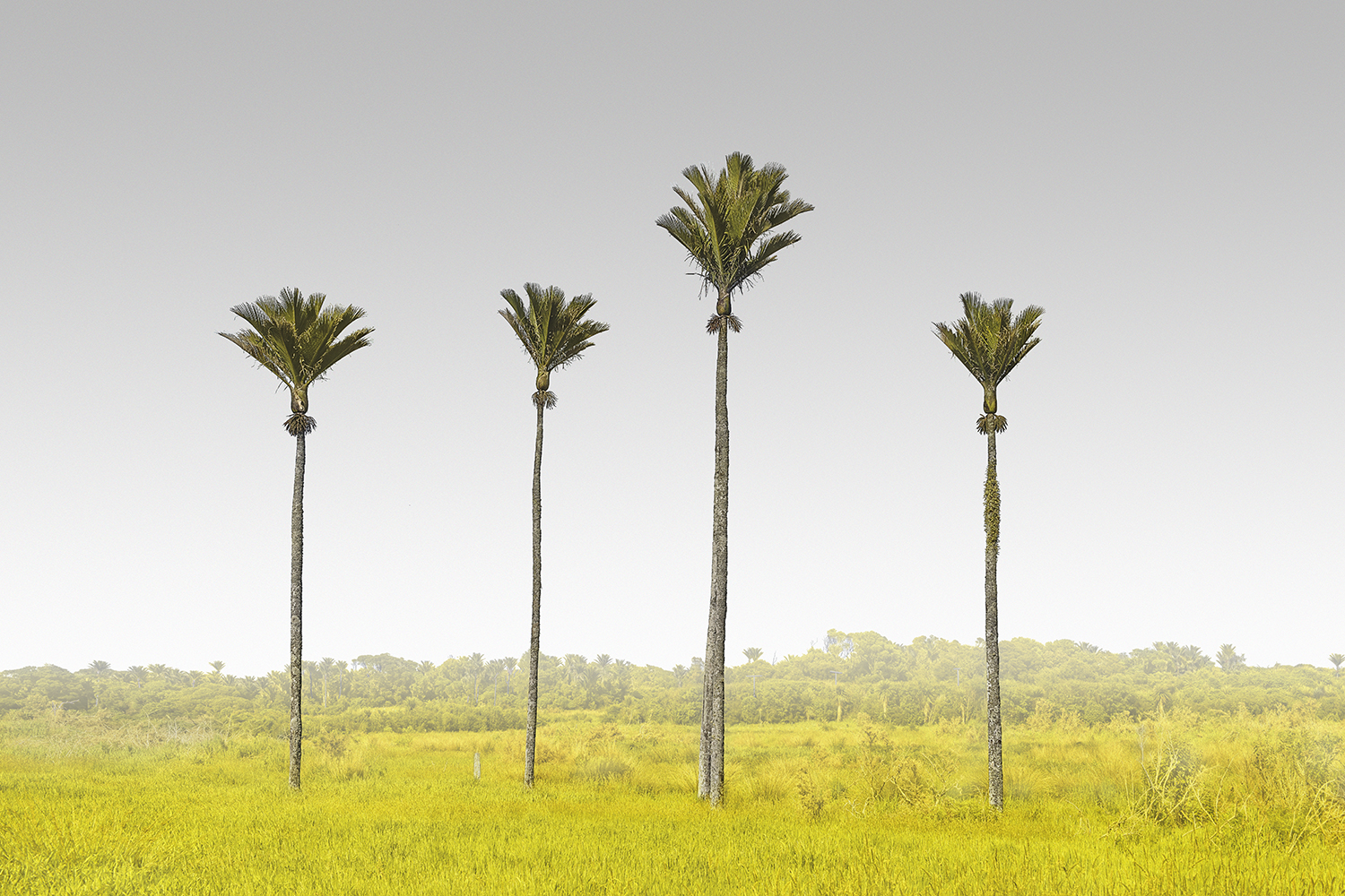FIVE TREES -NEW ZEALAND -2018