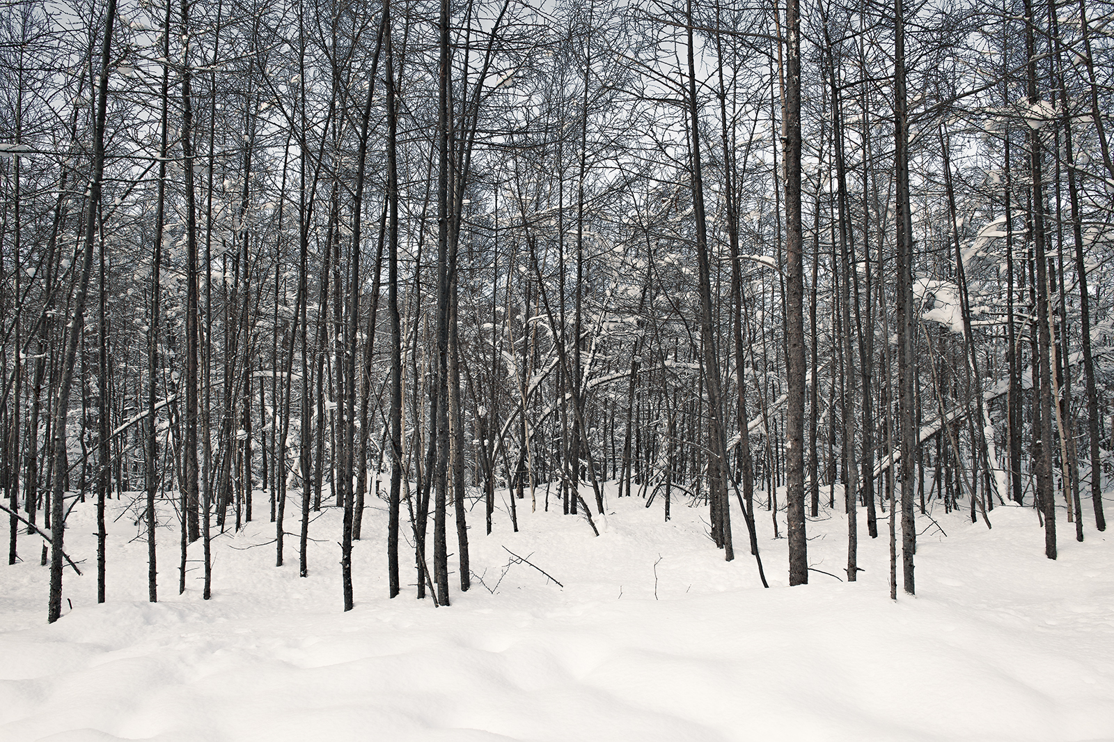 TROJ -LOST IN THE WOOD AND SNOW LAND