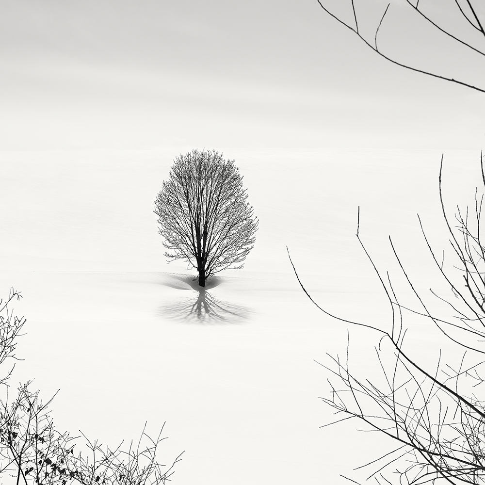 SNOW TREE NO.68 -HOKKAIDO -2018