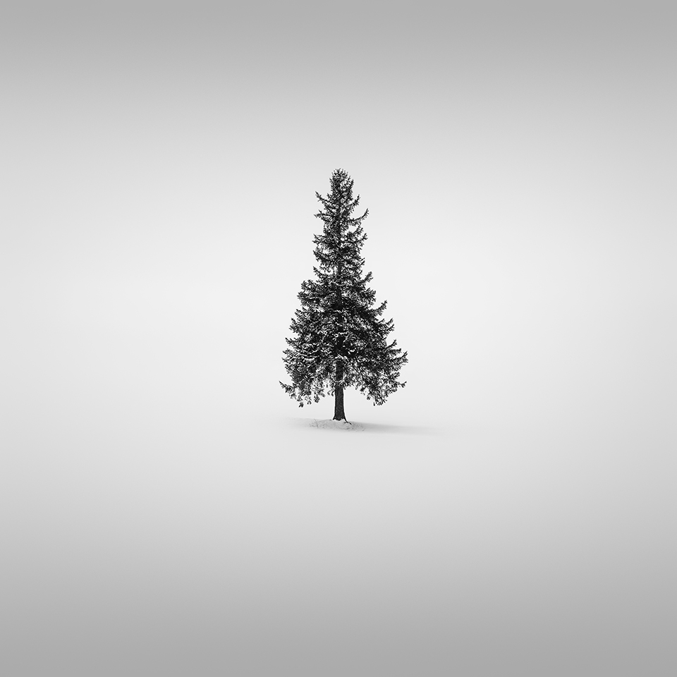 SNOW TREE NO.30 -BIEI -HOKKAIDO -2017