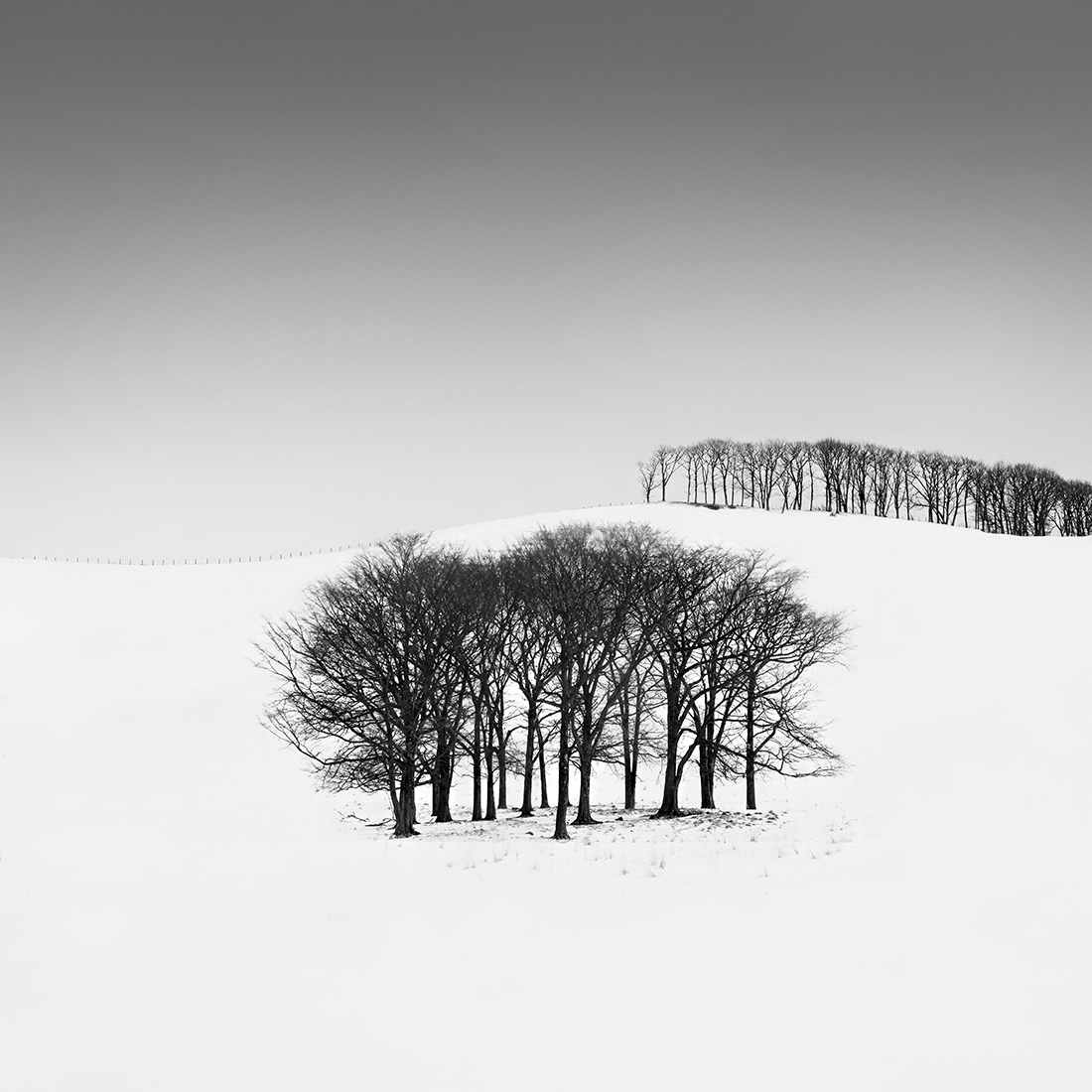 SNOW TREE NO.48 -TESHIKAGA -HOKKAIDO -2018