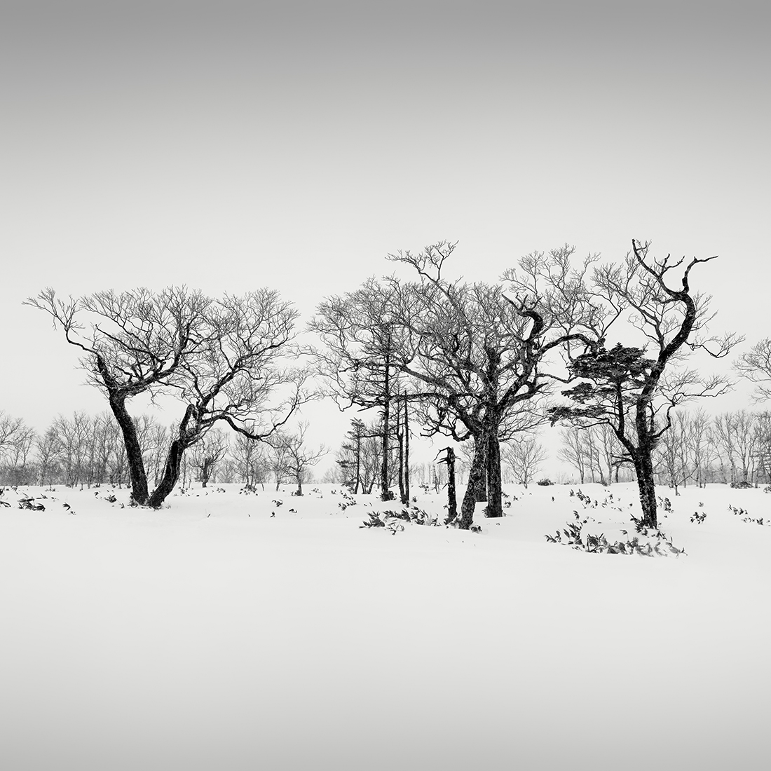 SNOW TREES NO.53 -TESHIKAGA -HOKKAIDO -2018