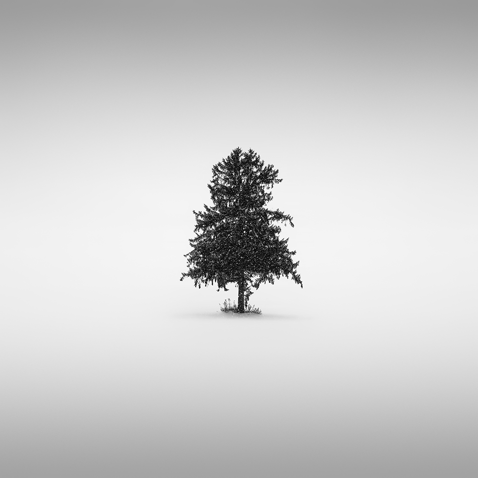 SNOW TREE NO.29 -FURANO -HOKKAIDO -2017