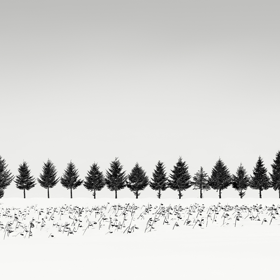 THIRTEEN TREES NO.2-HOKKAIDO -2018