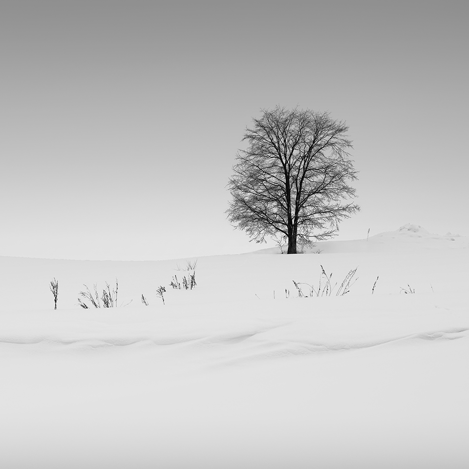 SNOW TREE NO.22 -HOKKAIDO -2017