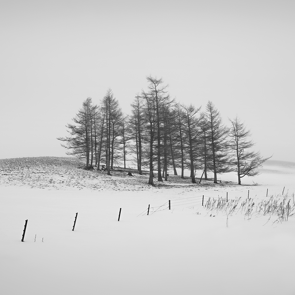 SNOW TREE NO.8 -TESHIKAGA -HOKKAIDO -2017