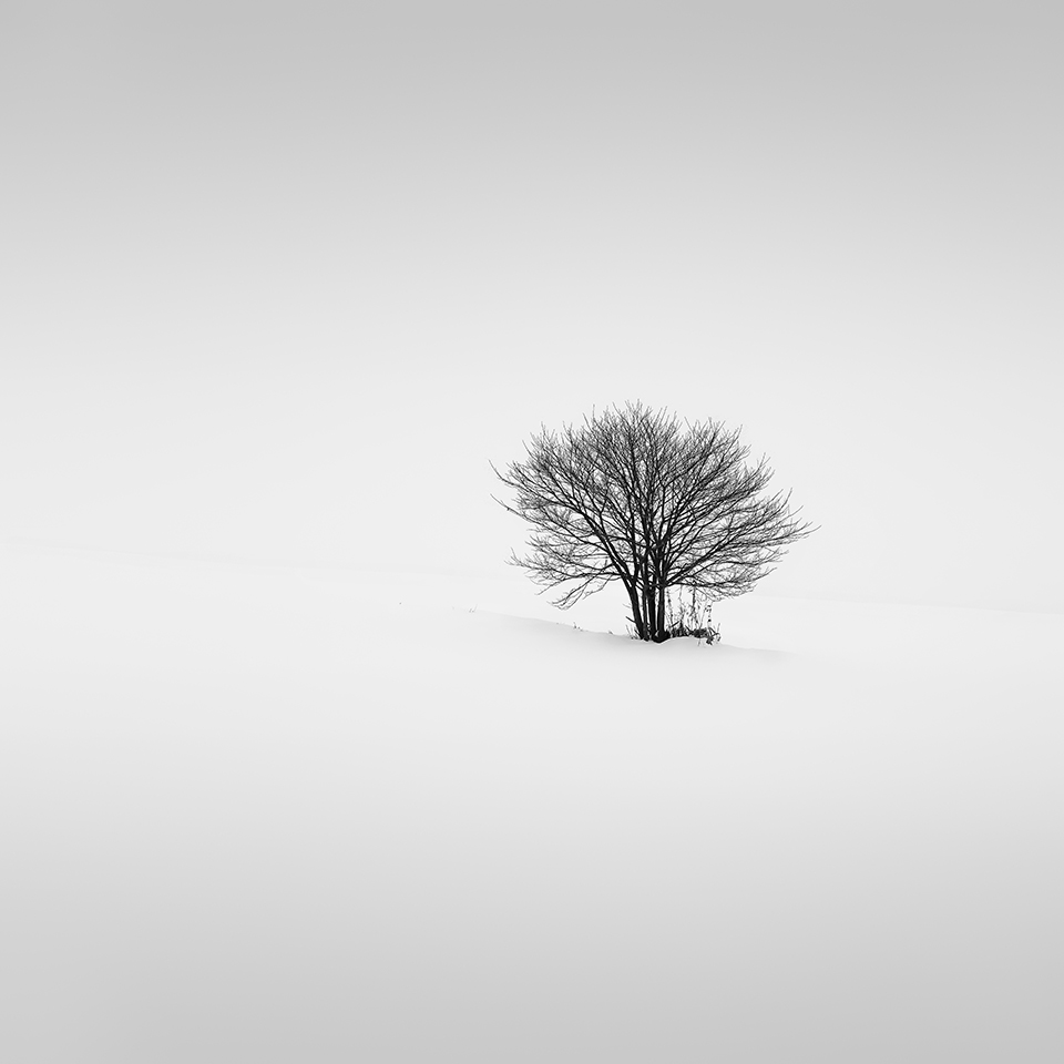 SNOW TREE NO.36 -HOKKAIDO -2017